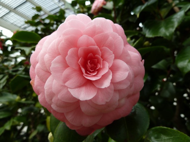 Chiswick House camellia